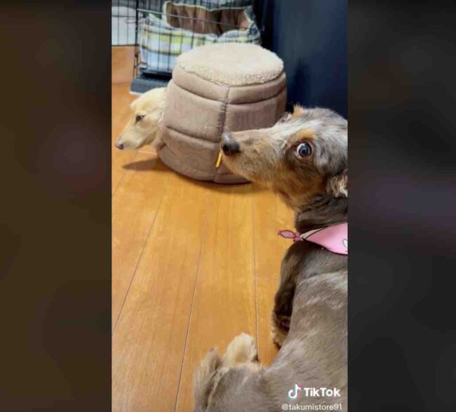 ダックスフンド,動画