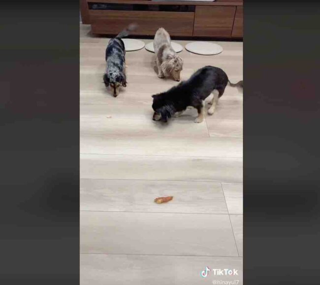 ダックスフンド,動画