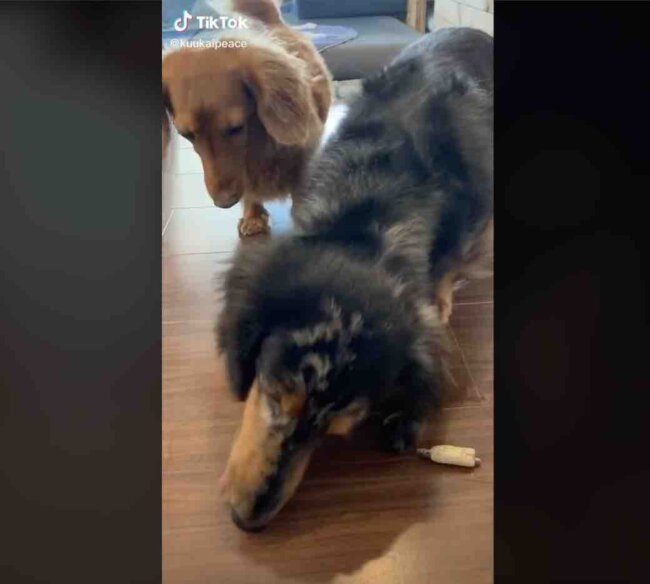 ダックスフンド,動画