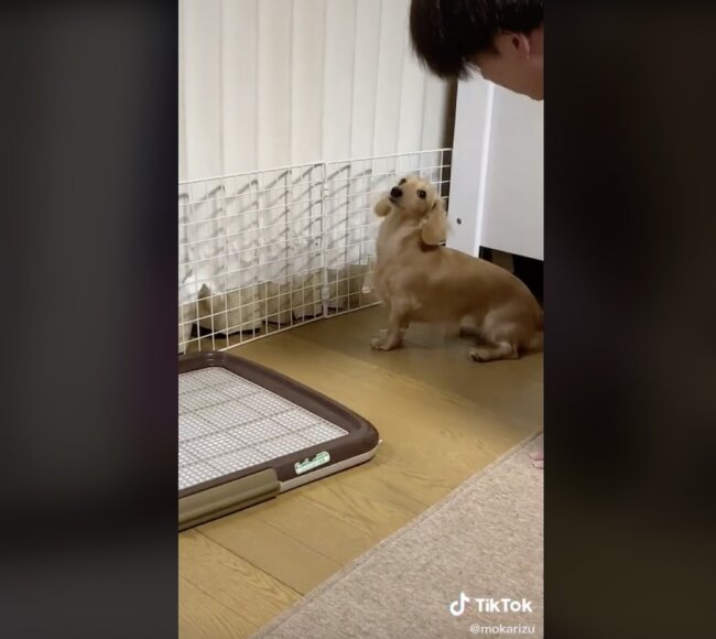 ダックスフンド,動画