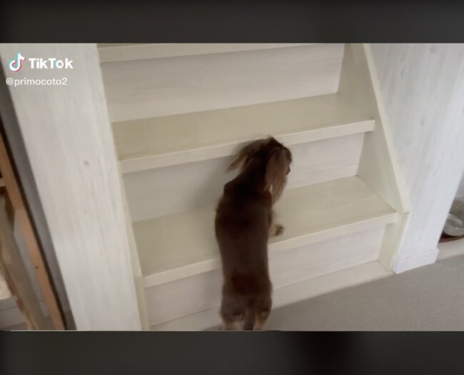 ダックスフンド,動画