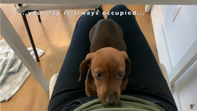 ダックスフンド,動画