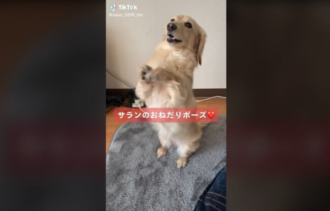 ダックスフンド,動画