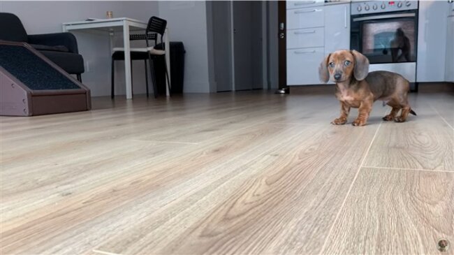 ダックスフンド,動画