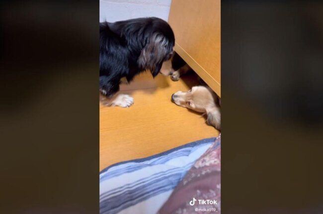 ダックスフンド,動画