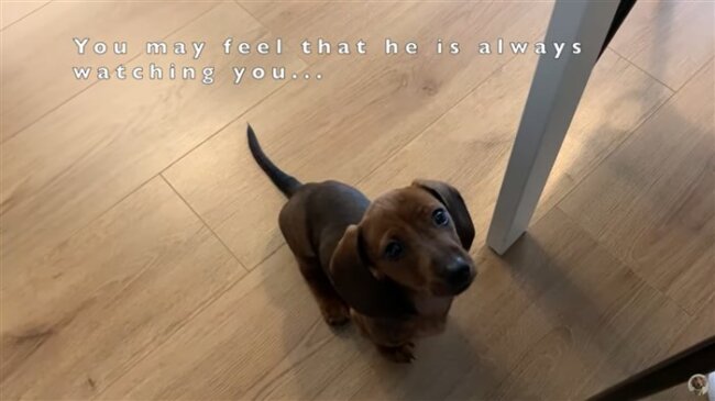 ダックスフンド,動画