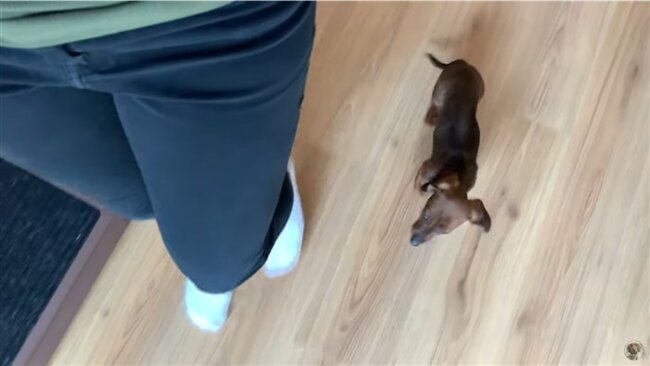 ダックスフンド,動画