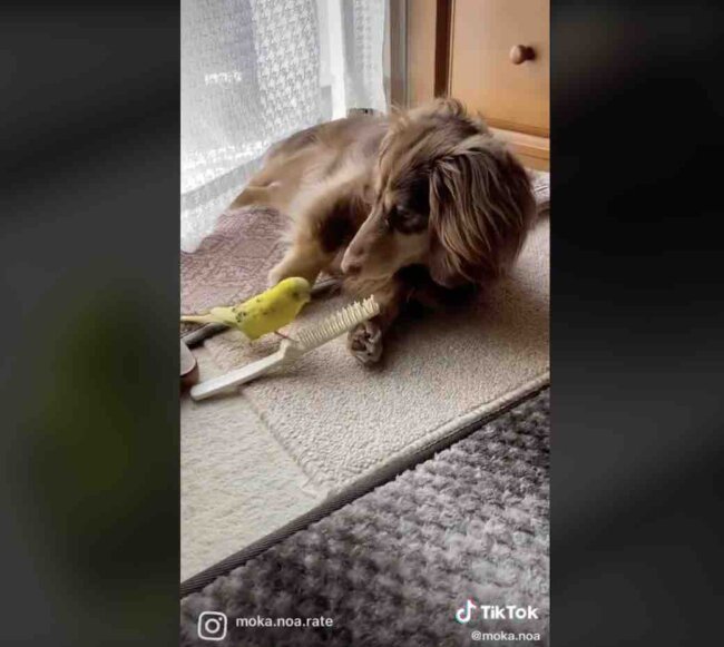 ダックスフンド,動画