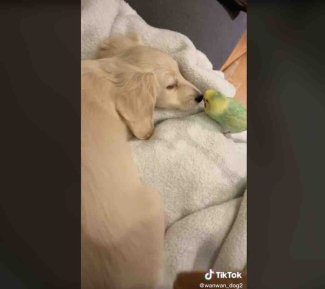 ダックスフンド,動画