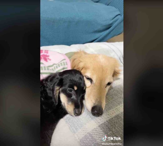 ダックスフンド,動画