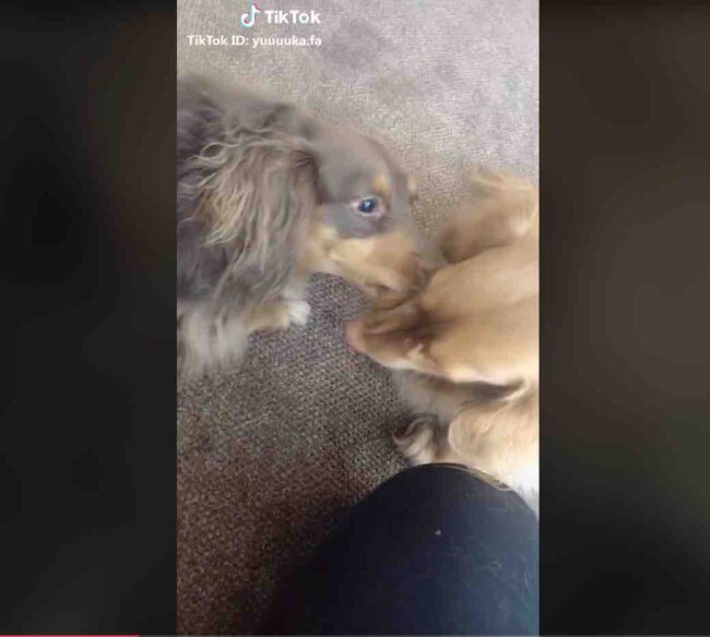 ダックスフンド,動画