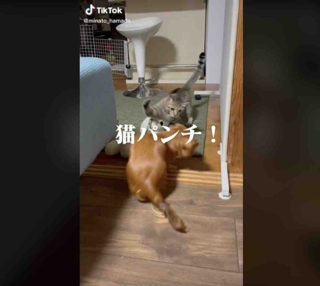 ダックスフンド,動画