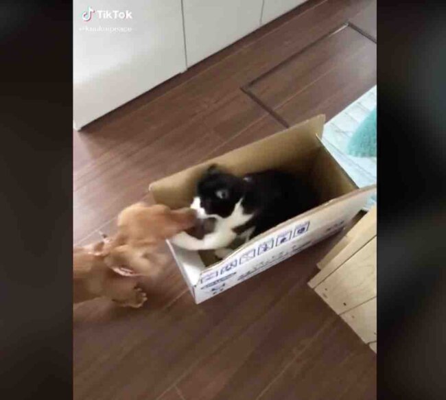 ダックスフンド,動画