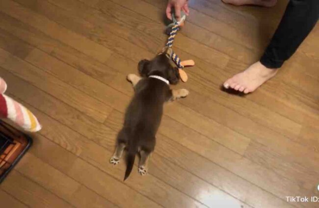 ダックスフンド,動画