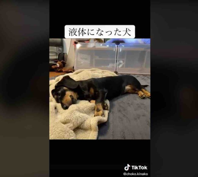 ダックスフンド,動画