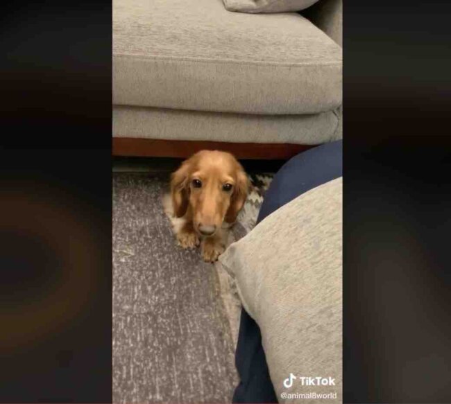 ダックスフンド,動画