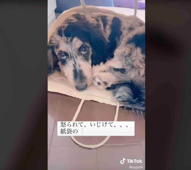 ダックスフンド,動画