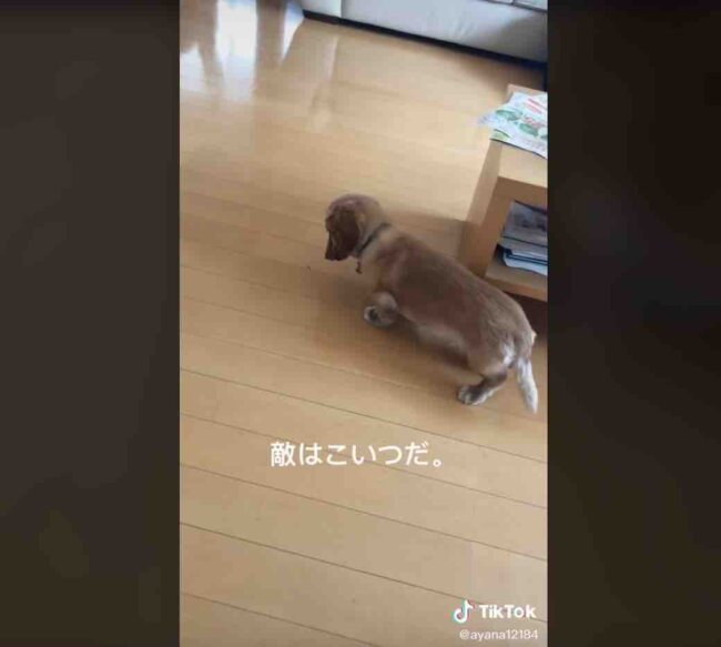 ダックスフンド,動画