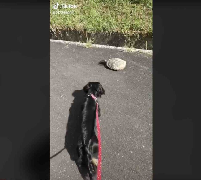 ダックスフンド,動画