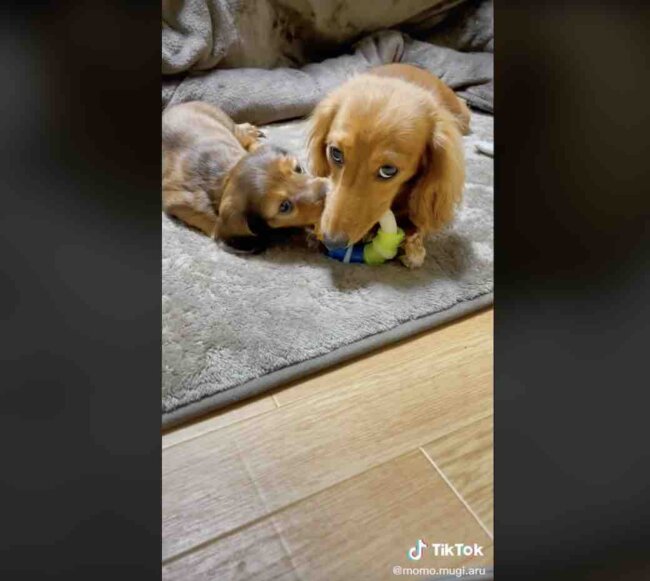 ダックスフンド,動画