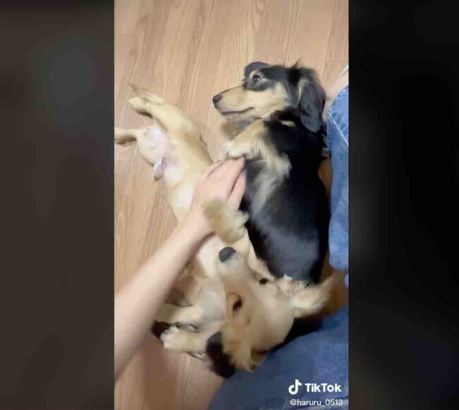 ダックスフンド,動画