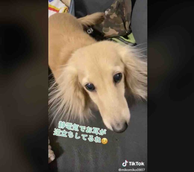 ダックスフンド,動画