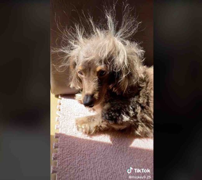 ダックスフンド,動画