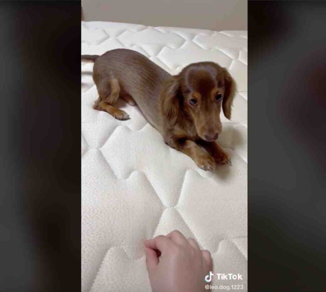 ダックスフンド,動画