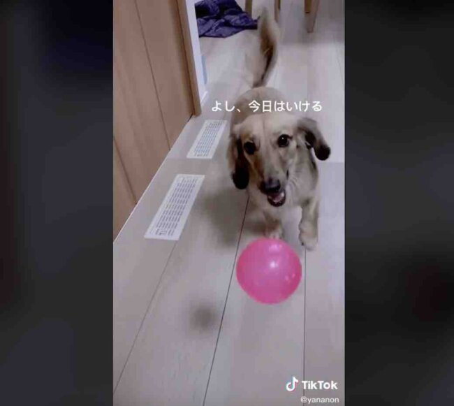 ダックスフンド,動画