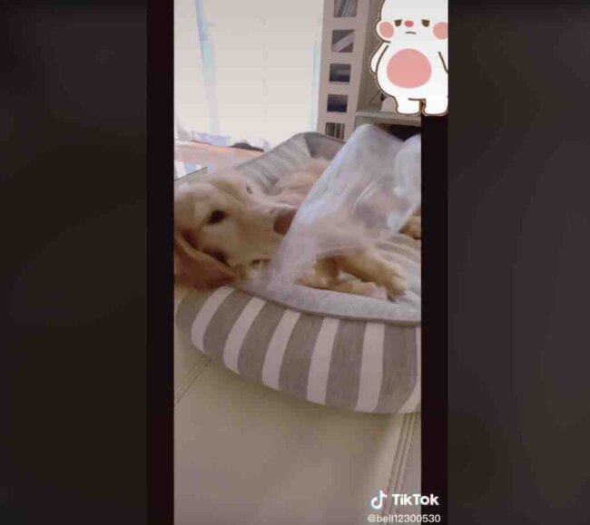 ダックスフンド,動画