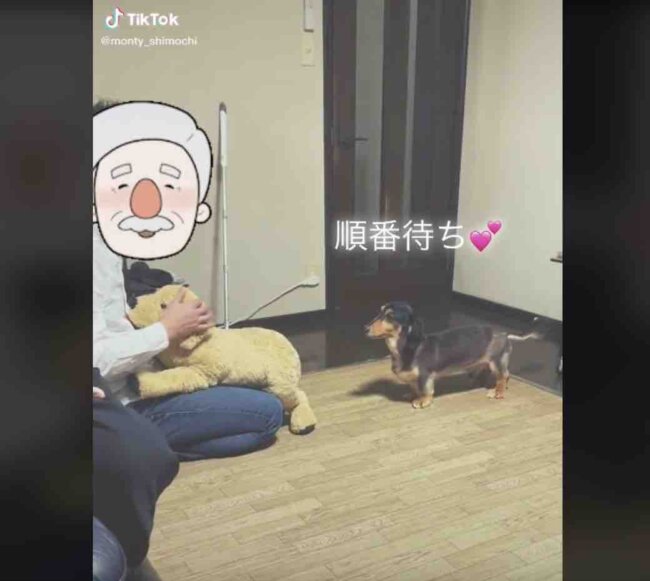 ダックスフンド,動画