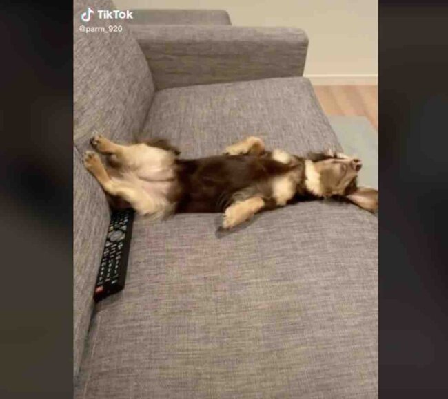 ダックスフンド,動画