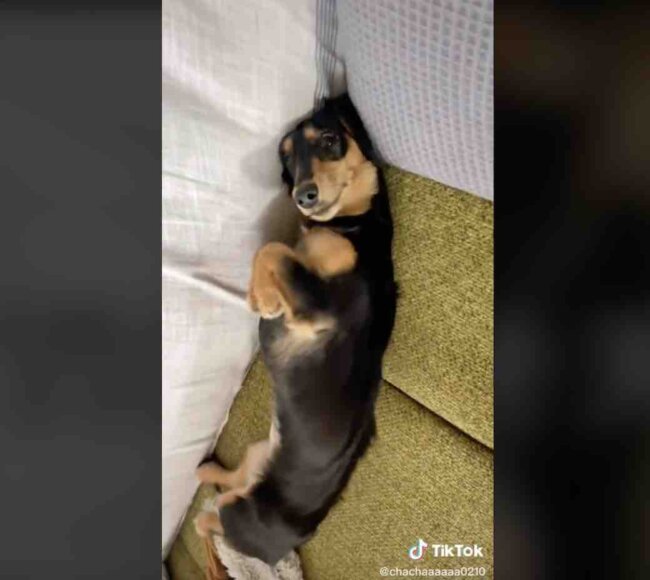 ダックスフンド,動画