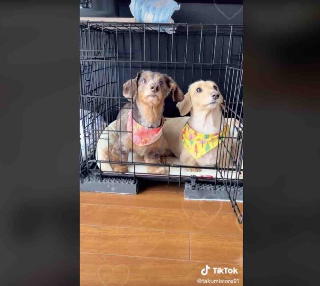 ダックスフンド,動画