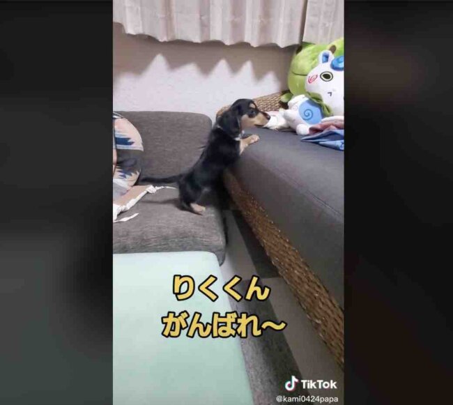 ダックスフンド,動画