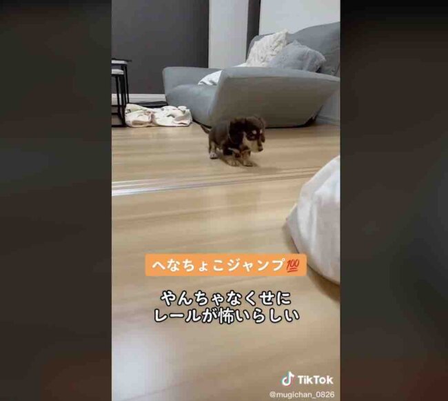 ダックスフンド,動画