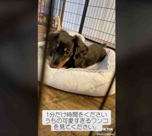 ダックスフンド,動画