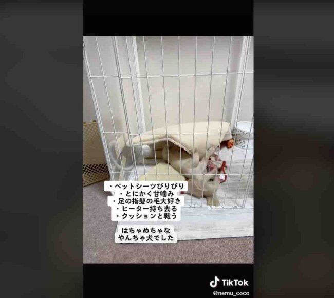 ダックスフンド,動画