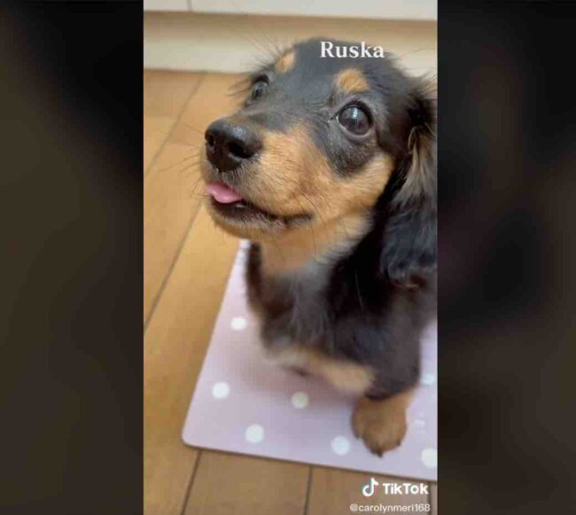 ダックスフンド,動画