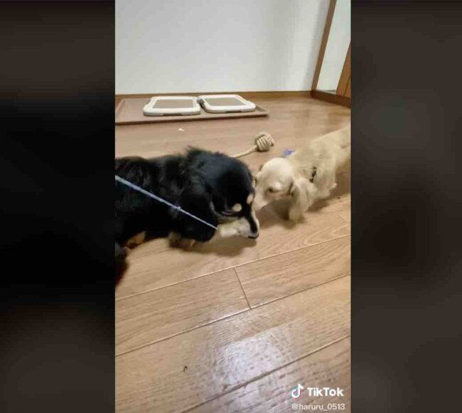 ダックスフンド,動画