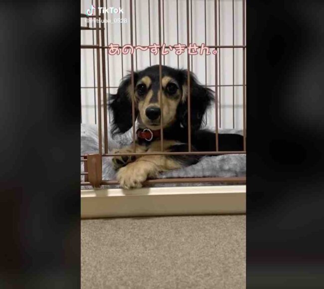 ダックスフンド,動画