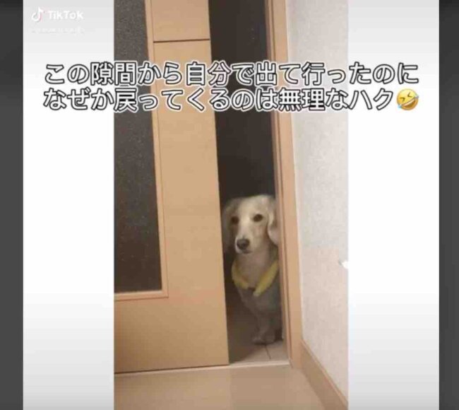 ダックスフンド,動画