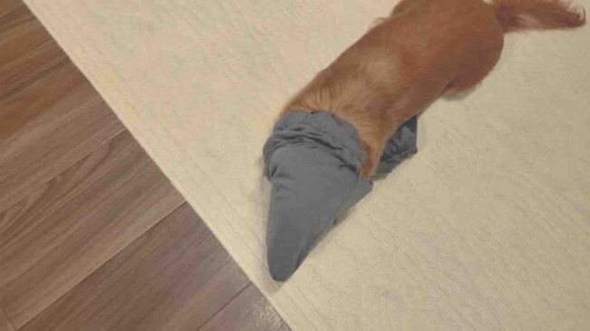 ダックスフンド,動画