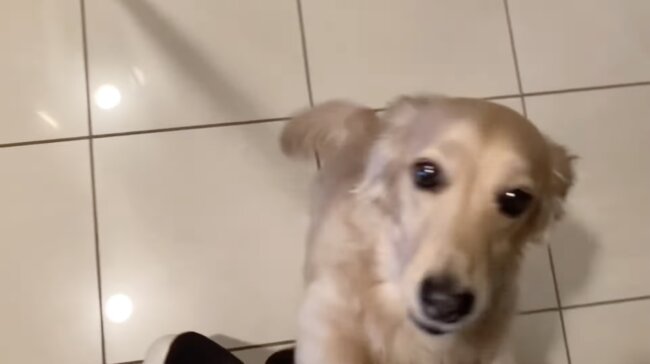 ダックスフンド,動画