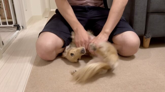 ダックスフンド,動画