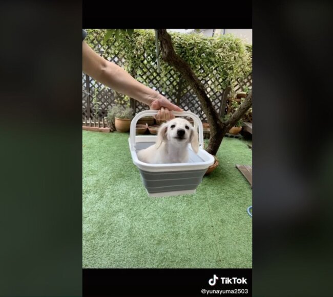 ダックスフンド,動画