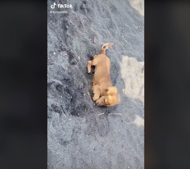 ダックスフンド,動画