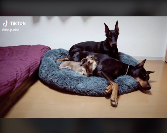 ダックスフンド,動画