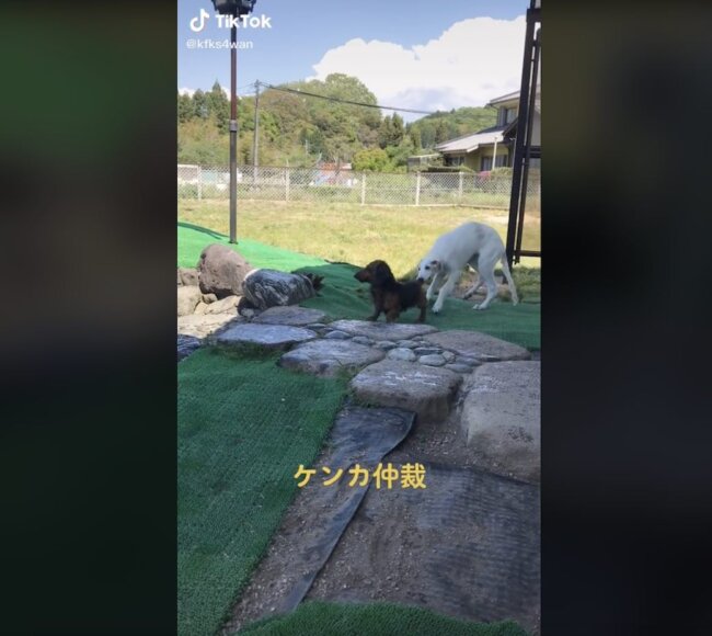 ダックスフンド,動画