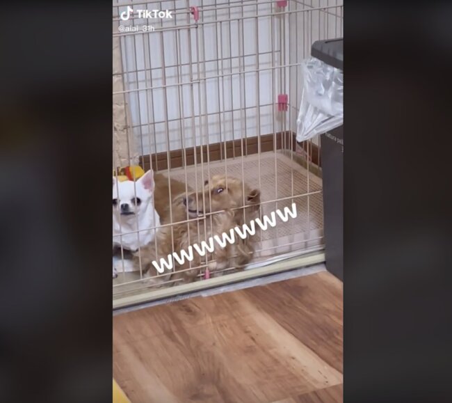 ダックスフンド,動画